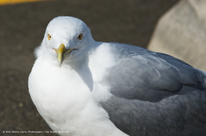 Wharf Clean-up Crew.png